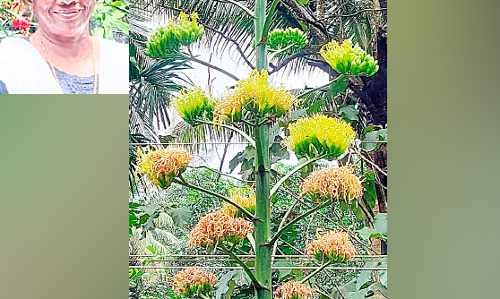 പൂവിട്ടു, വിദേശ പുഷ്​പം അഗേവ് സിസലാന