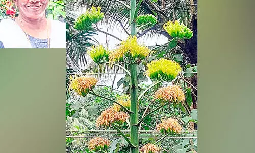 പൂവിട്ടു, വിദേശ പുഷ്​പം അഗേവ് സിസലാന