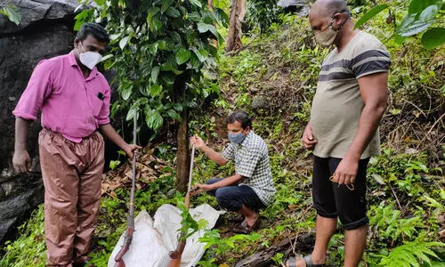 ആശാൻമലയിൽനിന്ന്​ തോക്കുകളും തിരകളും പിടികൂടി
