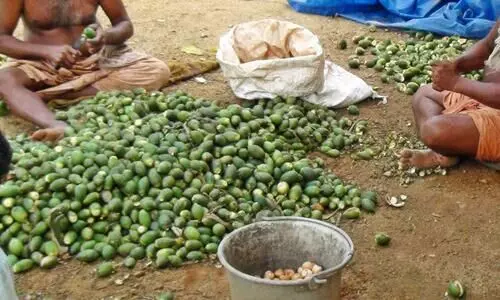 കവുങ്ങുകൃഷി മലയോരത്ത് നിന്ന്​ പടിയിറങ്ങുന്നു