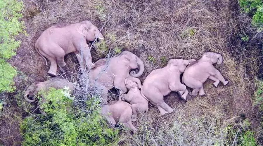 ആനക്കുമുണ്ട് ആനന്ദത്തിനുള്ള അവകാശങ്ങൾ ആനക്കുമുണ്ട് ആനന്ദത്തിനുള്ള അവകാശങ്ങൾ