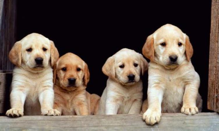 വളർത്തുനായ്ക്കൾക്ക് ലൈസൻസ്: കോർപറേഷനുകൾ ഉടൻ നടപടി സ്വീകരിക്കണം –ഹൈകോടതി വളർത്തുനായ്ക്കൾക്ക് ലൈസൻസ്: കോർപറേഷനുകൾ ഉടൻ നടപടി സ്വീകരിക്കണം –ഹൈകോടതി