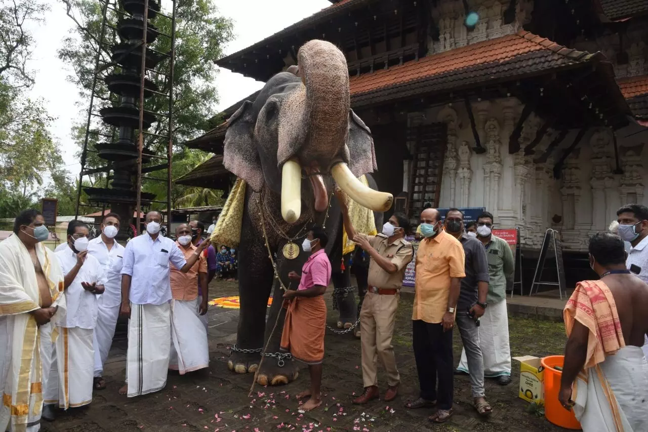 ലോക ഗജദിനം: അനുബന്ധിച്ച് വടക്കുംനാഥ ക്ഷേത്രത്തിലെ ആനയെ ആദരിച്ചു ലോക ഗജദിനം: അനുബന്ധിച്ച് വടക്കുംനാഥ ക്ഷേത്രത്തിലെ ആനയെ ആദരിച്ചു