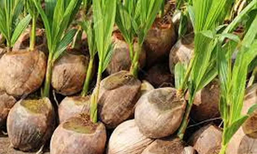 coconut tree coconut tree