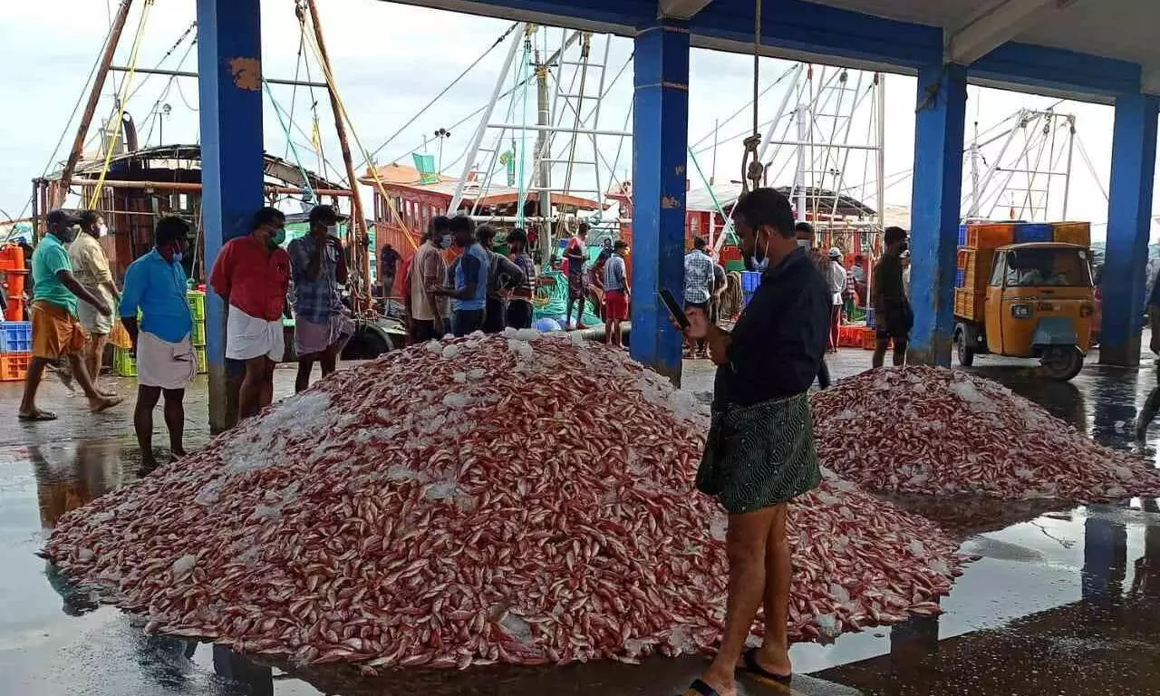ട്രോളിങ് നിരോധനത്തിന് ശേഷം ലഭിക്കുന്നത് ചെറു മത്സ്യങ്ങൾ മാത്രം