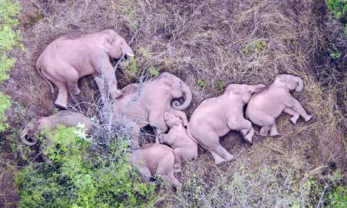 ആനക്കുമുണ്ട്​ ആനന്ദത്തിനുള്ള അവകാശങ്ങൾ
