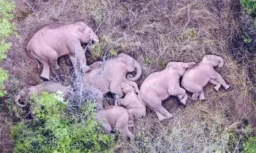 ആനക്കുമുണ്ട്​ ആനന്ദത്തിനുള്ള അവകാശങ്ങൾ