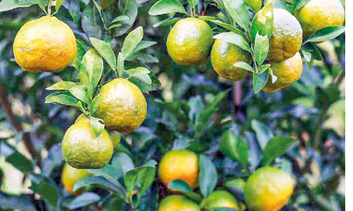 Nelliyampathi Orange