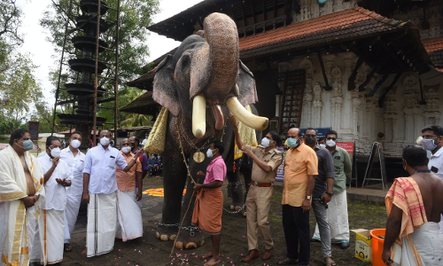 ലോക ഗജദിനം:​ അനുബന്ധിച്ച്​ വടക്കുംനാഥ ക്ഷേത്രത്തിലെ ആനയെ ആദരിച്ചു