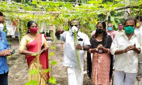 Vegetable Harvesting