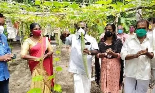 Vegetable Harvesting