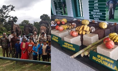 തൊപ്പക്കാട് ആന വളർത്തൽ ക്യാമ്പിലെ വ്യത്യസ്ത ലോക ഗജദിന ആഘോഷം