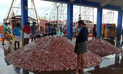 ട്രോളിങ് നിരോധനത്തിന് ശേഷം ലഭിക്കുന്നത് ചെറു മത്സ്യങ്ങൾ മാത്രം