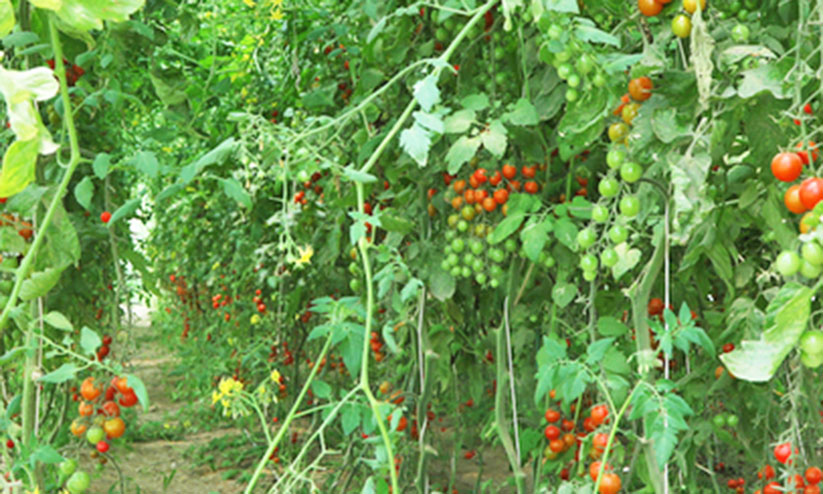 കർഷക തൊഴിലാളി റിക്രൂട്ട്മെൻറ്: അപേക്ഷ സ്വീകരിച്ചുതുടങ്ങി കർഷക തൊഴിലാളി റിക്രൂട്ട്മെൻറ്: അപേക്ഷ സ്വീകരിച്ചുതുടങ്ങി