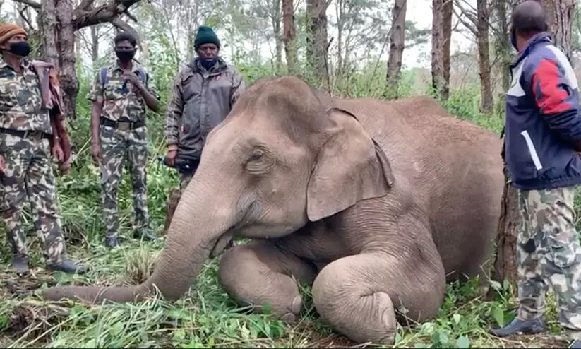 wild elephant died at chinnakanal