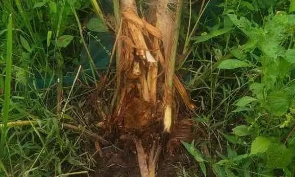 വിയ്യൂർ കക്കുളം പാടശേഖരത്തിൽ കാട്ടുപന്നി ശല്യം, വിളകൾ നശിപ്പിച്ചു വിയ്യൂർ കക്കുളം പാടശേഖരത്തിൽ കാട്ടുപന്നി ശല്യം, വിളകൾ നശിപ്പിച്ചു