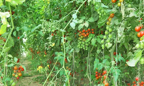 കർഷക തൊഴിലാളി റിക്രൂട്ട്മെൻറ്: അപേക്ഷ സ്വീകരിച്ചുതുടങ്ങി