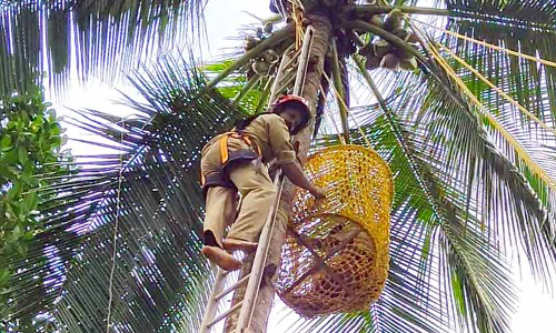 ചെത്തുതൊഴിലാളി തെങ്ങിൽ കുടുങ്ങി; രക്ഷകരായി അഗ്നിശമനസേന