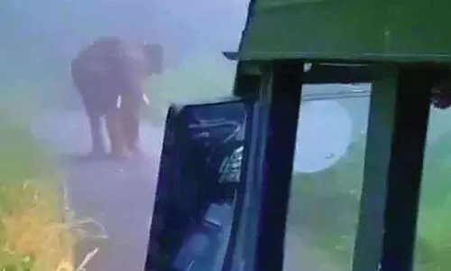 ആ​ന​മ​ല പാ​ത​യി​ൽ കാ​ട്ടാ​ന​യും ആ​ന​വ​ണ്ടി​യും മു​ഖാ​മു​ഖം