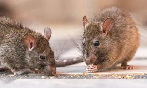 എ​ലി​പ്പ​നി: ജാ​ഗ്ര​ത പാ​ലി​ക്ക​ണ​മെ​ന്ന് ആ​രോ​ഗ്യ​വ​കു​പ്പ്