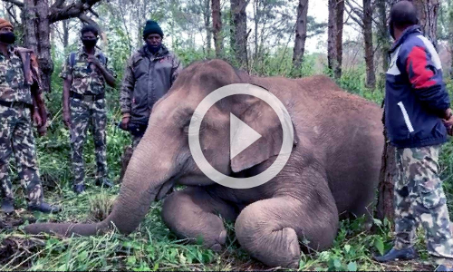 ചിന്നക്കനാലിൽ കാട്ടാന വൈദ്യുതാഘാതമേറ്റ് ചരിഞ്ഞു