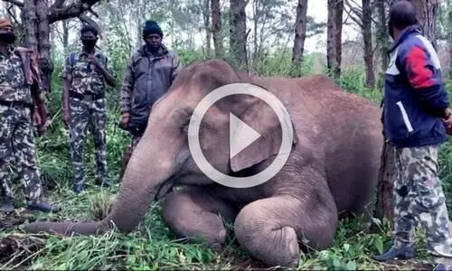 ചിന്നക്കനാലിൽ കാട്ടാന വൈദ്യുതാഘാതമേറ്റ് ചരിഞ്ഞു