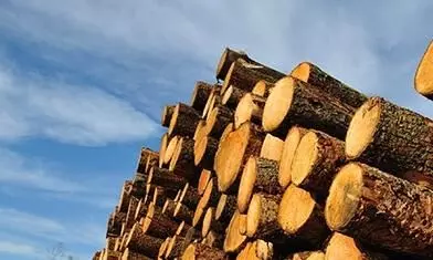 മുട്ടിൽ മരംമുറി: വനം ഉദ്യോഗസ്ഥന് സസ്പെൻഷൻ മുട്ടിൽ മരംമുറി: വനം ഉദ്യോഗസ്ഥന് സസ്പെൻഷൻ