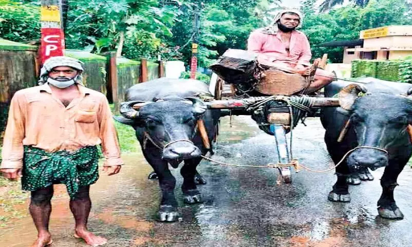 The buffalo era does not end with the digital age