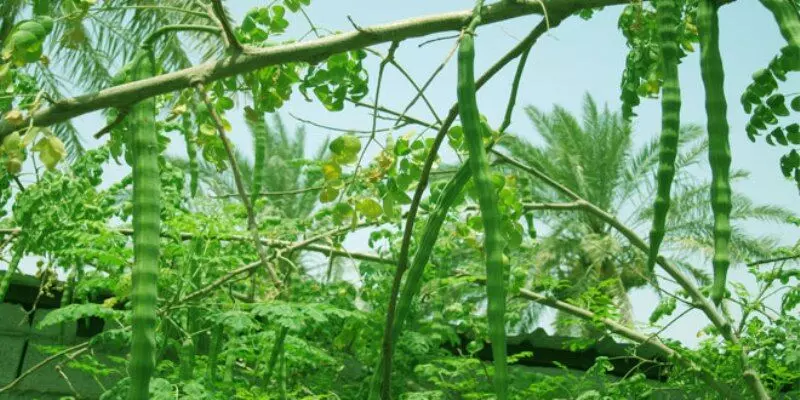 ഇനി പോഷകാഹാര തോട്ടം നിർമിക്കാം