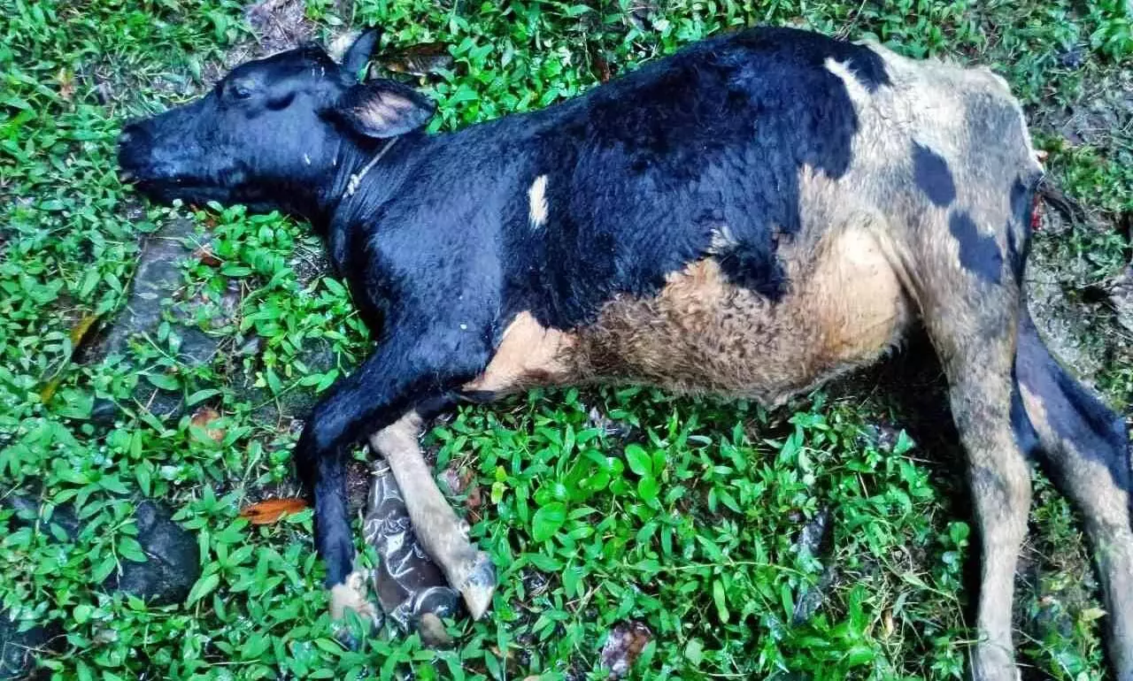 പോത്തന്‍ചിറയില്‍ പുലിയുടെ ആക്രമണത്തില്‍ പശു ചത്തു