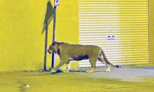 റിയാദിൽ തെരുവിൽ അലഞ്ഞ സിംഹത്തെ രക്ഷപ്പെടുത്തി