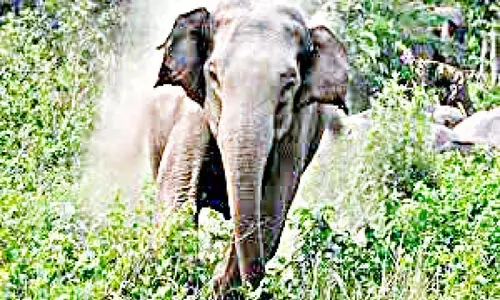 കാട്ടാനപ്പേടിയിൽ ചിന്നക്കനാൽ; നഷ്​ടപ്പെട്ടത് ഇരുപതോളം ജീവൻ