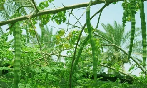 ഇനി പോഷകാഹാര തോട്ടം നിർമിക്കാം