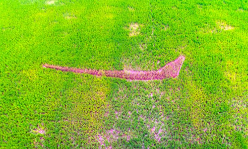 നയനമനോഹരം നയന​െൻറ പാടത്തെ ചുണ്ടൻവള്ളം  ഇ​ക്കു​റി​യും ​പു​ന്ന​മ​ട​യി​ൽ നെ​ഹ്​​റു ട്രോ​ഫി​യി​ല്ല