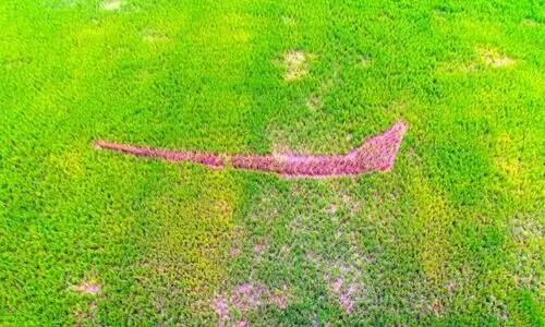 നയനമനോഹരം നയന​െൻറ പാടത്തെ ചുണ്ടൻവള്ളം  ഇ​ക്കു​റി​യും ​പു​ന്ന​മ​ട​യി​ൽ നെ​ഹ്​​റു ട്രോ​ഫി​യി​ല്ല