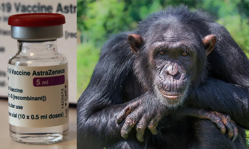വാക്​സിനെടുത്താൻ ചിമ്പാൻസിയാകും; വ്യാജ പ്രചാരണങ്ങൾ നടത്തിയ അക്കൗണ്ടുകൾക്കെതിരെ നടപടിയുമായി ഫേസ്​ബുക്ക്​