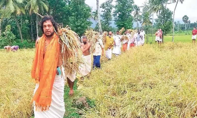കൃഷ്ണ കുമാറി​െൻറ നെൽക്കതിരുകൾ സന്നിധാനത്തിലേക്ക്