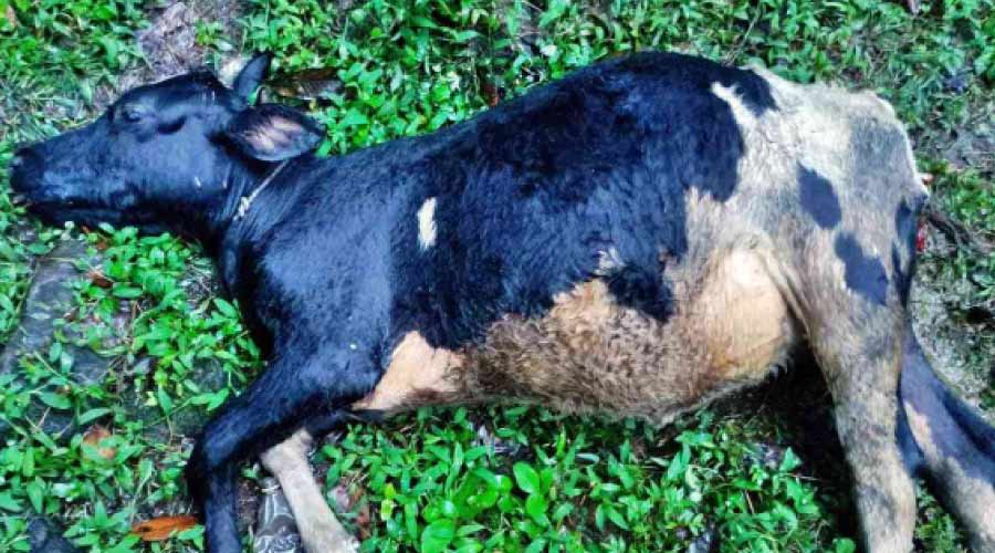 പോത്തന്ചിറയില് പുലിയിറങ്ങി; പശുവിനെ കൊന്നു പോത്തന്ചിറയില് പുലിയിറങ്ങി; പശുവിനെ കൊന്നു