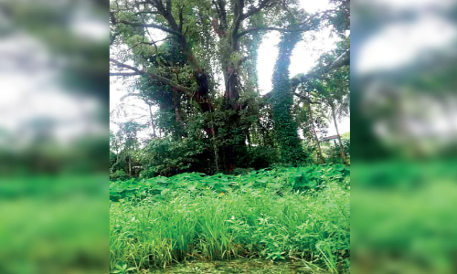 പാ​ണ്ടി​ക്കാ​ട്ടുകാർ ചോദിക്കുന്നു; സ്വാതന്ത്ര്യസമര​ പോരാളികൾക്ക്​ എന്നുയരും സ്​മാരകം