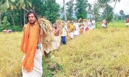 കൃഷ്ണ കുമാറി​െൻറ നെൽക്കതിരുകൾ സന്നിധാനത്തിലേക്ക്