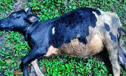 പോ​ത്ത​ന്‍ചി​റ​യി​ല്‍ പു​ലി​യി​റ​ങ്ങി; പ​ശു​വി​നെ കൊ​ന്നു