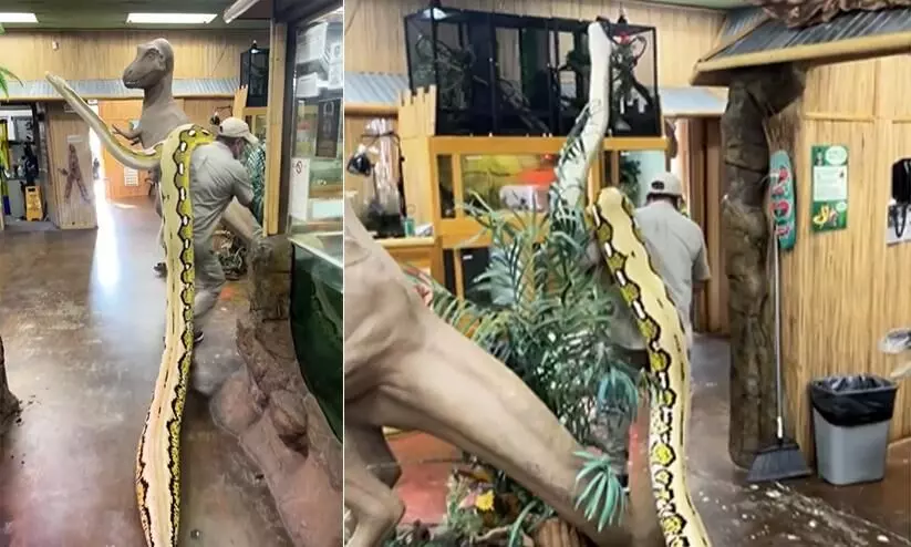 Man carries 22 foot long snake on shoulder viral video