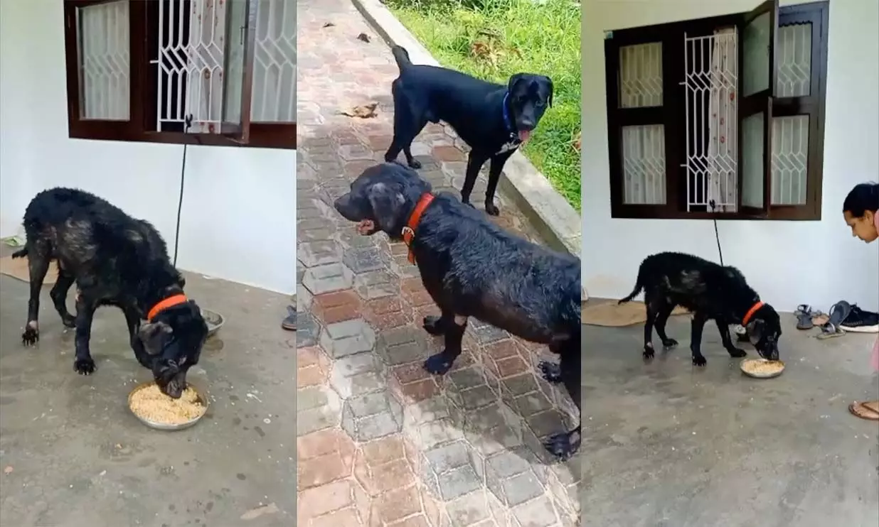 ഇല്ല, യജമാനൻ വന്നില്ല; ഒടുവിൽ മിണ്ടാപ്രാണിക്ക് തണലൊരുക്കി നാട്...