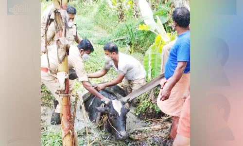 വയലിലെ ചളിയിൽ താഴ്​ന്ന പശുവിനെ അഗ്​നിശമനസേന രക്ഷിച്ചു
