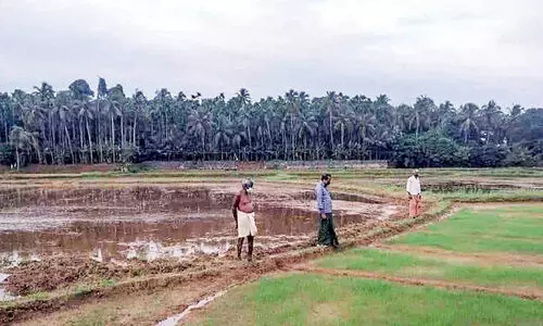 വിത്ത്​ മുളച്ചില്ല; കര്‍ഷകർ ആശങ്കയിൽ