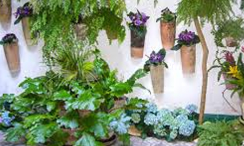 മുറ്റത്തെ പൂക്കളത്തിന് മട്ടുപ്പാവിലൊരു പൂന്തോട്ടം