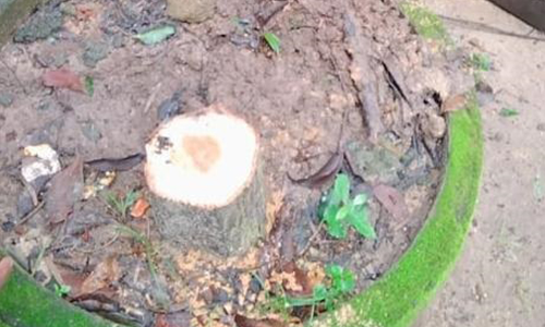 വയനാട്​ കലക്​ടറേറ്റ്​ വളപ്പിലെ ചന്ദനമരം മുറിച്ചുകടത്തി