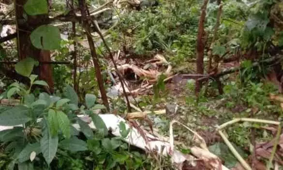 കാട്ടാന ഭീതിയില് ഇഞ്ചക്കുണ്ട്; മേഖലയില് വ്യാപകമായി കൃഷി നശിപ്പിച്ചു കാട്ടാന ഭീതിയില് ഇഞ്ചക്കുണ്ട്; മേഖലയില് വ്യാപകമായി കൃഷി നശിപ്പിച്ചു