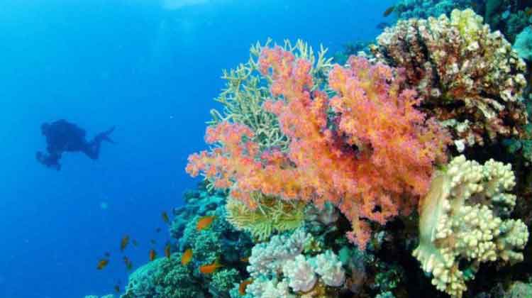 കാഴ്ചയും കൗതുകങ്ങളും നിറച്ച് ചെങ്കടൽതീരം കാഴ്ചയും കൗതുകങ്ങളും നിറച്ച് ചെങ്കടൽതീരം