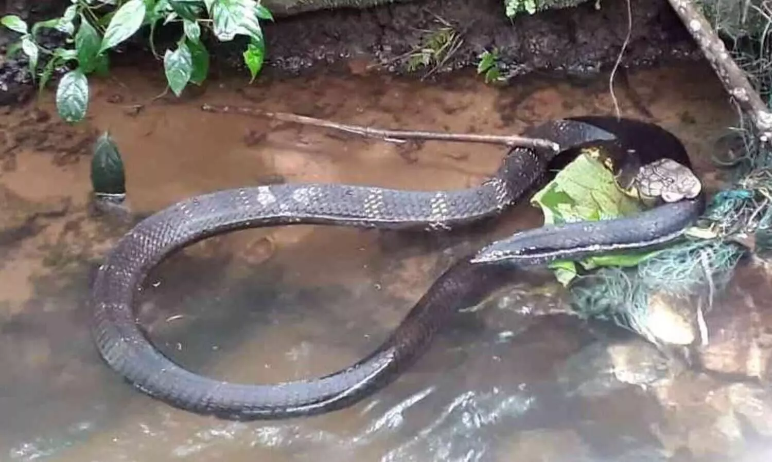 കരിക്കാട്ടോളിയിൽ നിന്ന് രാജവെമ്പാലയെ പിടികൂടി